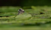 Junger Haubentaucher im Labyrinth