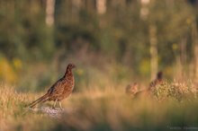 Morgenidylle bei den Jagdfasanen