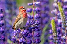 In den Lupinen