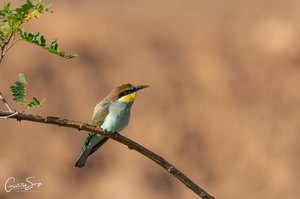 Junger Bienenfresser