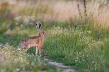 Frühmorgens auf der Wiese