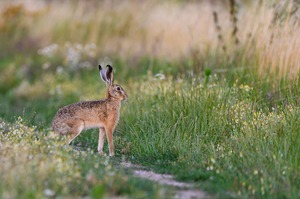 Frühmorgens auf der Wiese