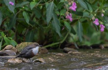 Wasseramsel