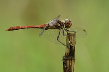 Gemeine Heidelibelle ♂