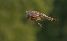 Turmfalke mit Jagderfolg