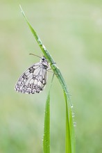 Nach dem Regen