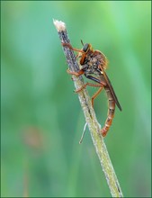 *stenopogon sabadus*