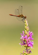 Blutrote Heidelibelle