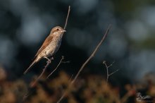 Neuntöterdame im letzten Licht