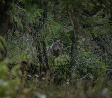 Der Apenninwolf (Canis Lupus Italicus)