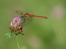 Heidelibellenzeit