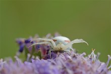 Veränderliche Krabbenspinne (Misumena vatia)