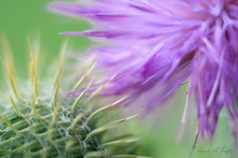 Blüten und Stacheln ...