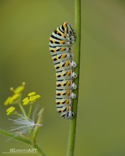 Schwalbenschwanz