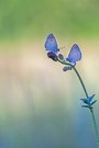 dunkler Wiesenknopf-Ameisenbläuling