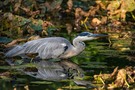 Graureiher (Ardea cinerea)