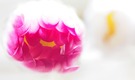 Rosa Gänseblümchen  experimentell