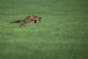 Jagd im Grünen