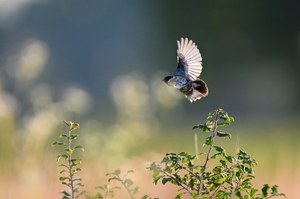 Schwarzkehlchen