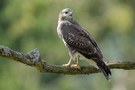 Mäusebussard juvenil