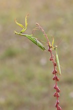 Mantis Religiosa