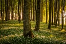 Morgenlicht im Bärlauchwald