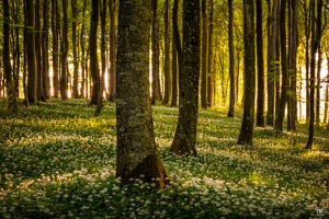 Morgenlicht im Bärlauchwald