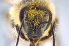 Porträt einer Biene