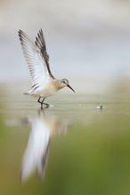 Sichelstrandläufer (Calidris ferruginea)