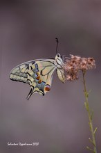 Papilio machaon