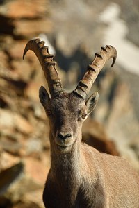 Steinbock Porträt