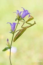 Spätsommerliche Begegnung