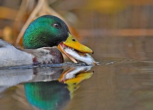 Stockente