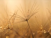 im Paradies des Wiesenbocksbarts