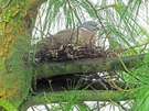 Überraschende Herbstbrut: Ein Ringeltaubenpaar....