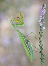 Mantis religiosa