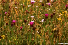 Blumenwiese