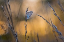 Im letzten Abendlicht