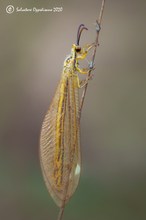 Myrmecaelurus trigrammus