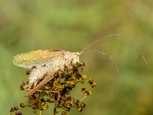 Heupferd im Regen