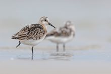 Sanderling