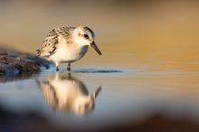 Sanderling