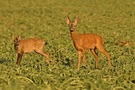 Bock und Böckchen