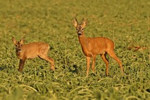 Bock und Böckchen