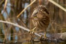 Zwergdommel (Jungvogel)