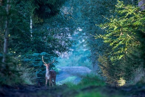 Hirsch am Morgen