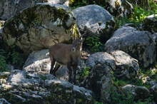 Junger Steinbock