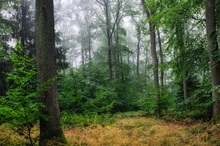 Im Wald