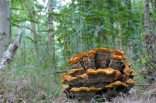 Ein Korallenstock im Wald