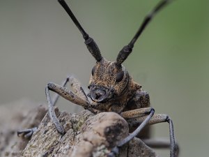 großer Pappelbock